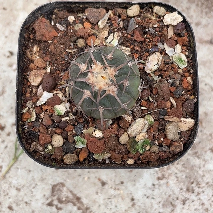 112天平 仙人球植物
