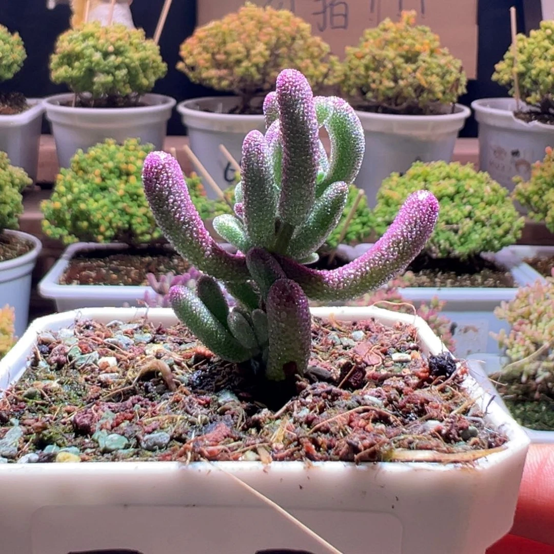 747紫闪光一物一拍包开箱