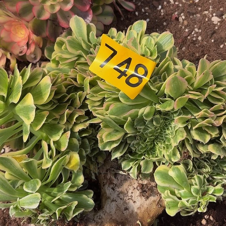 多肉植物福利748