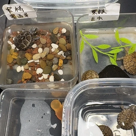 白色蚕宝宝墨西哥墨西哥墨西哥