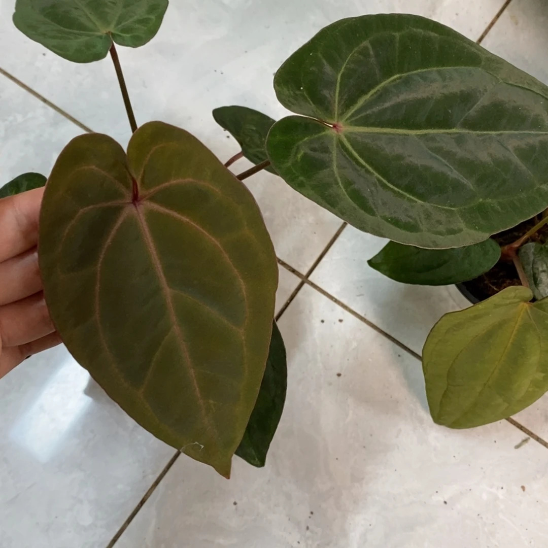 不开花植物红水晶杂