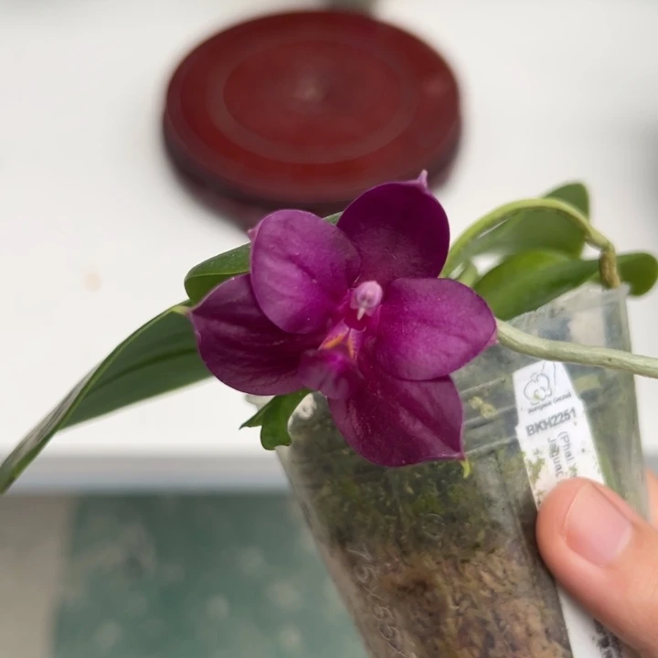 完全开放2.5寸杯bkh2251紫葡萄油亮亮