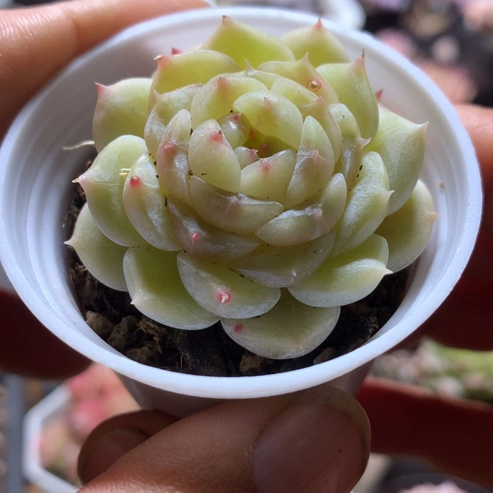 爱神多肉一物一拍