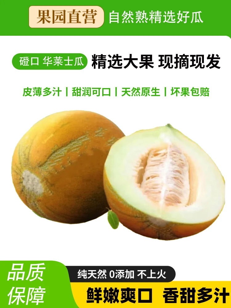 磴口华莱士蜜瓜甜瓜中果8.5斤整箱装河套蜜瓜巴盟香瓜早黄蜜瓜
