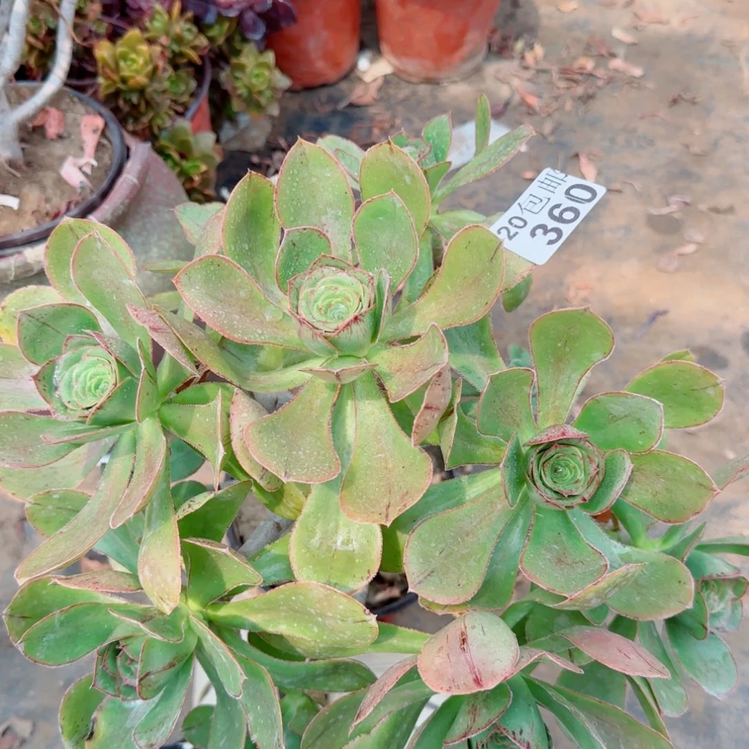 艳姿朵朵三年360满20包邮断枝不包