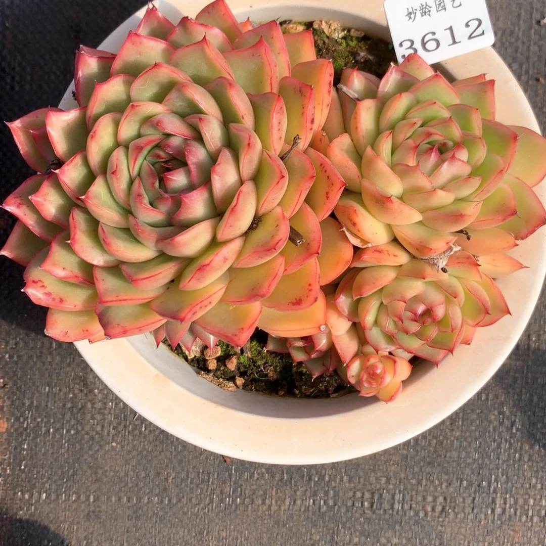 姐***肉3612杂交多肉植物