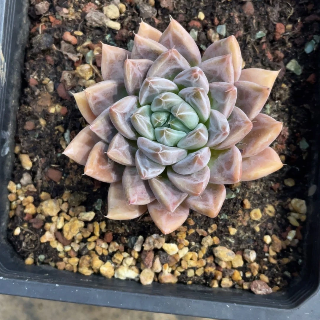 星云冠幅7 公分一物一拍