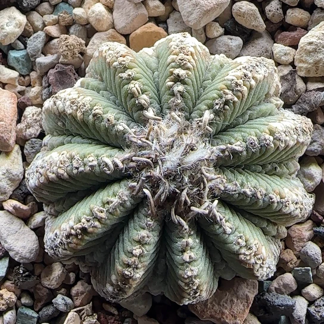 老花龙 1111111111111