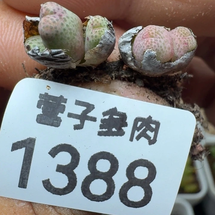 斑马955