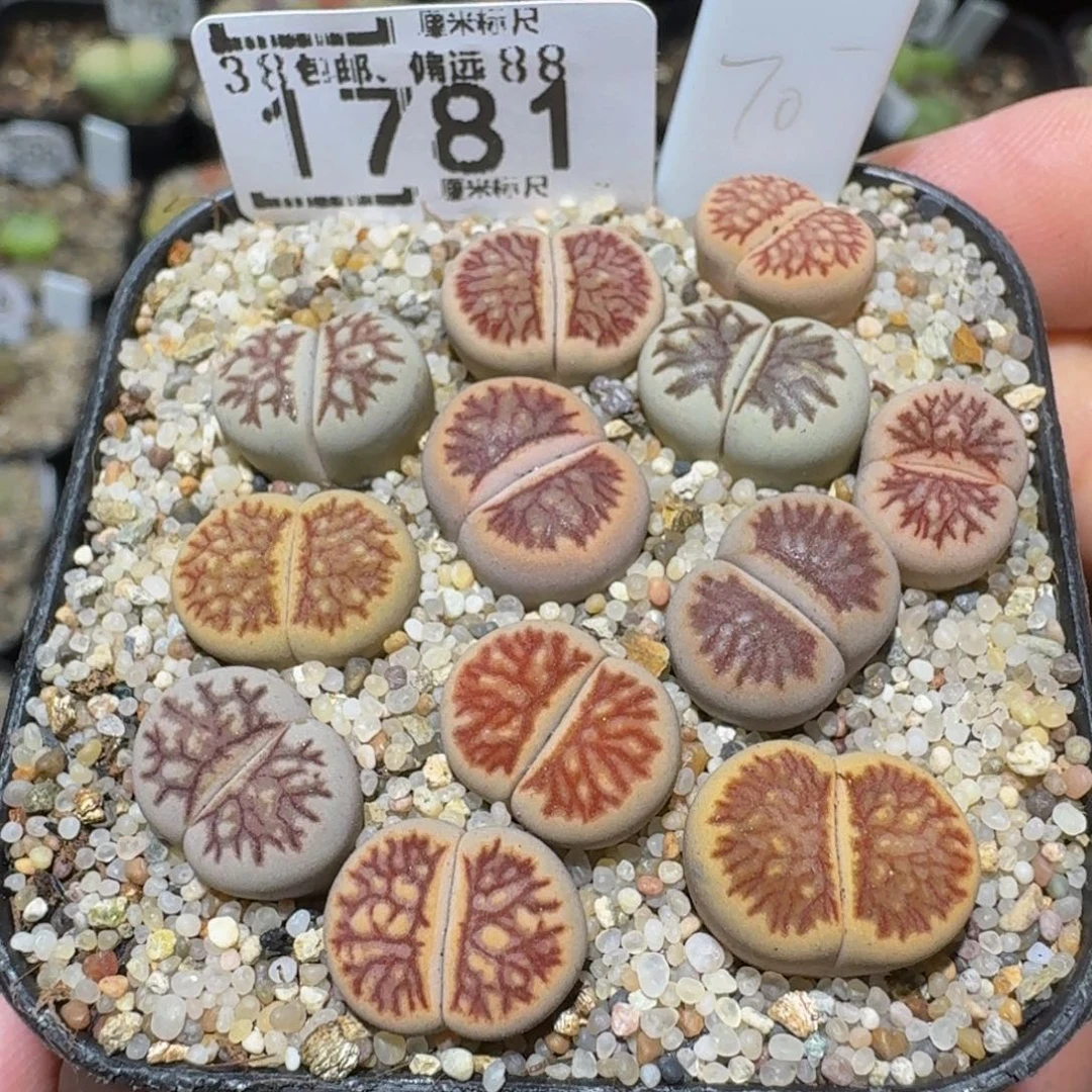 Ssss精品生石花1781