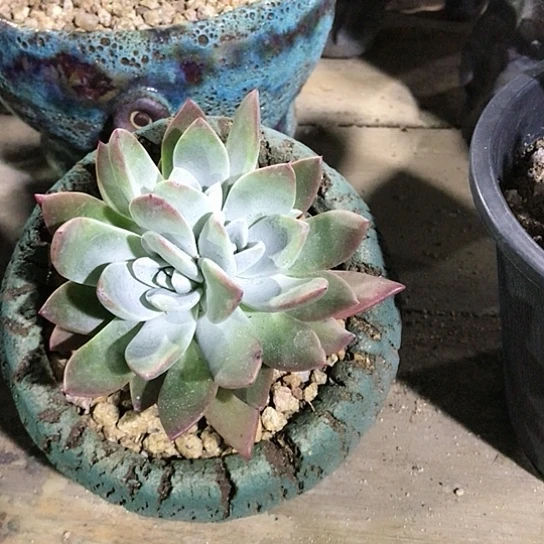 苹果叶仙女棒仙女棒