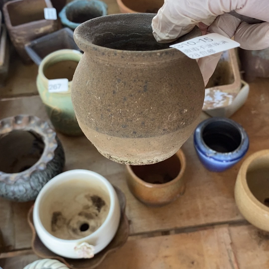 红陶爱**猫15号多肉盆一个呀