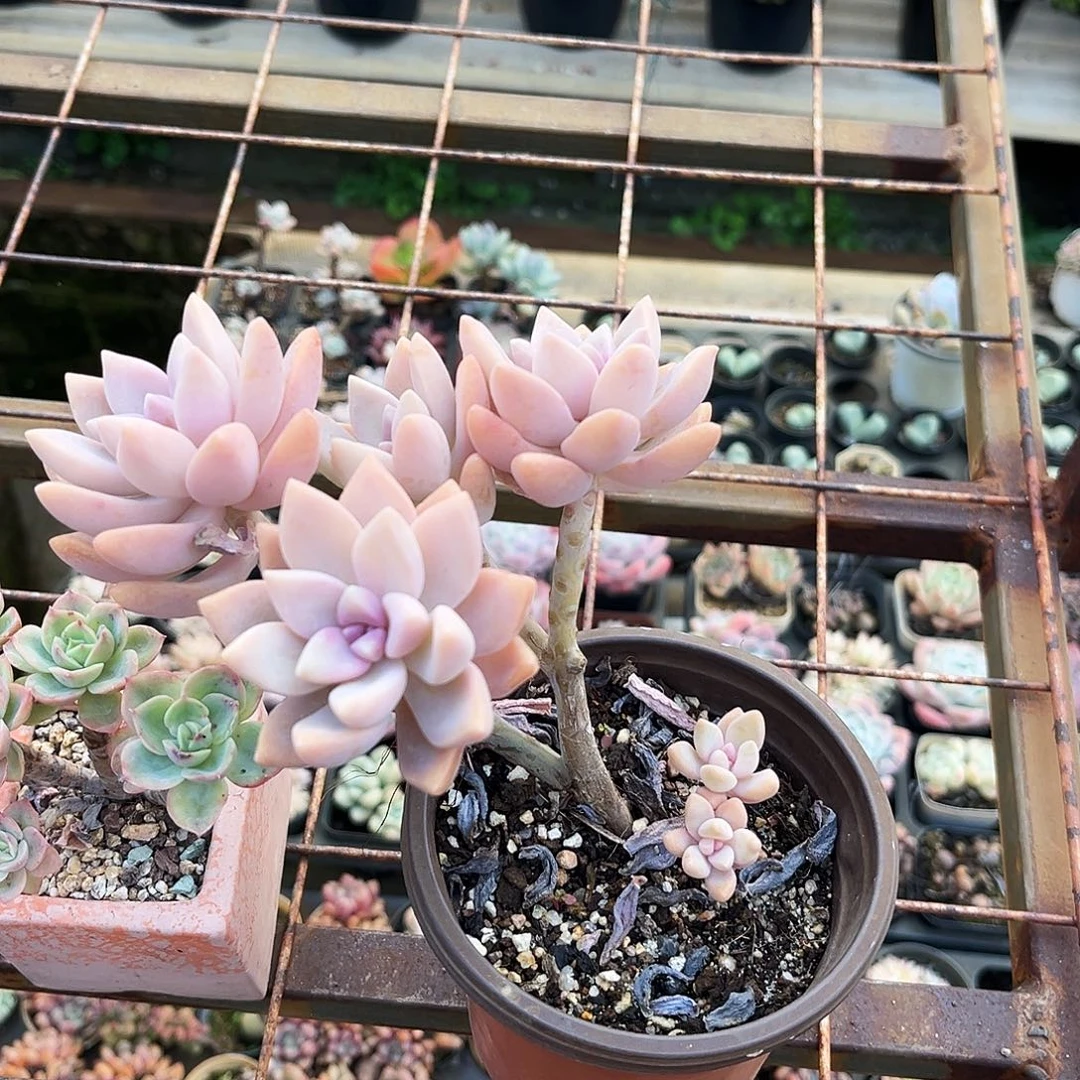 ****️224哈哈哈哈哈哈哈哈