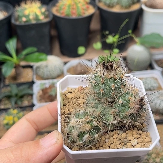 无花朵紫花菲雷克群，砍头干疤