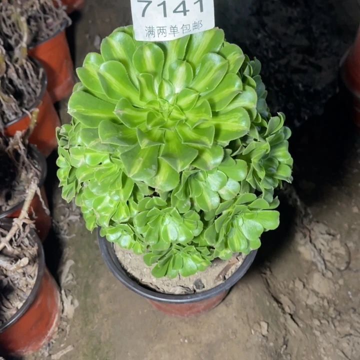 7141琉璃多肉的人多