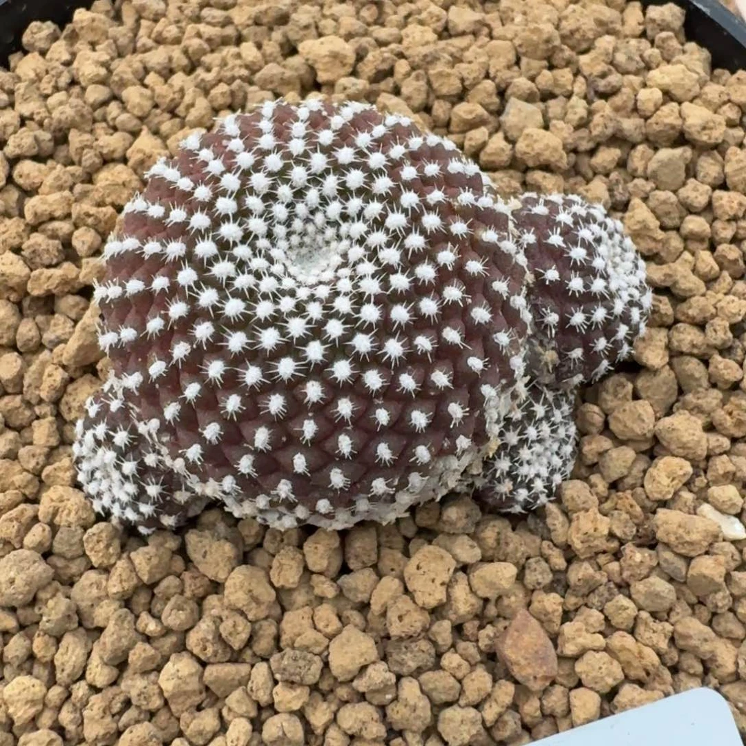 大***噢仙人球非宝山一物一拍