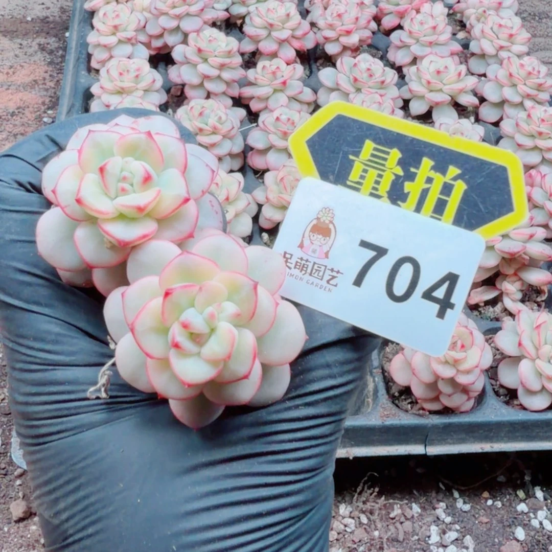 多肉植物多肉植物