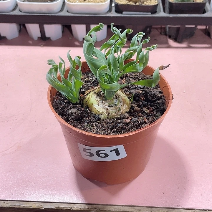 561大卷叶弹簧草，