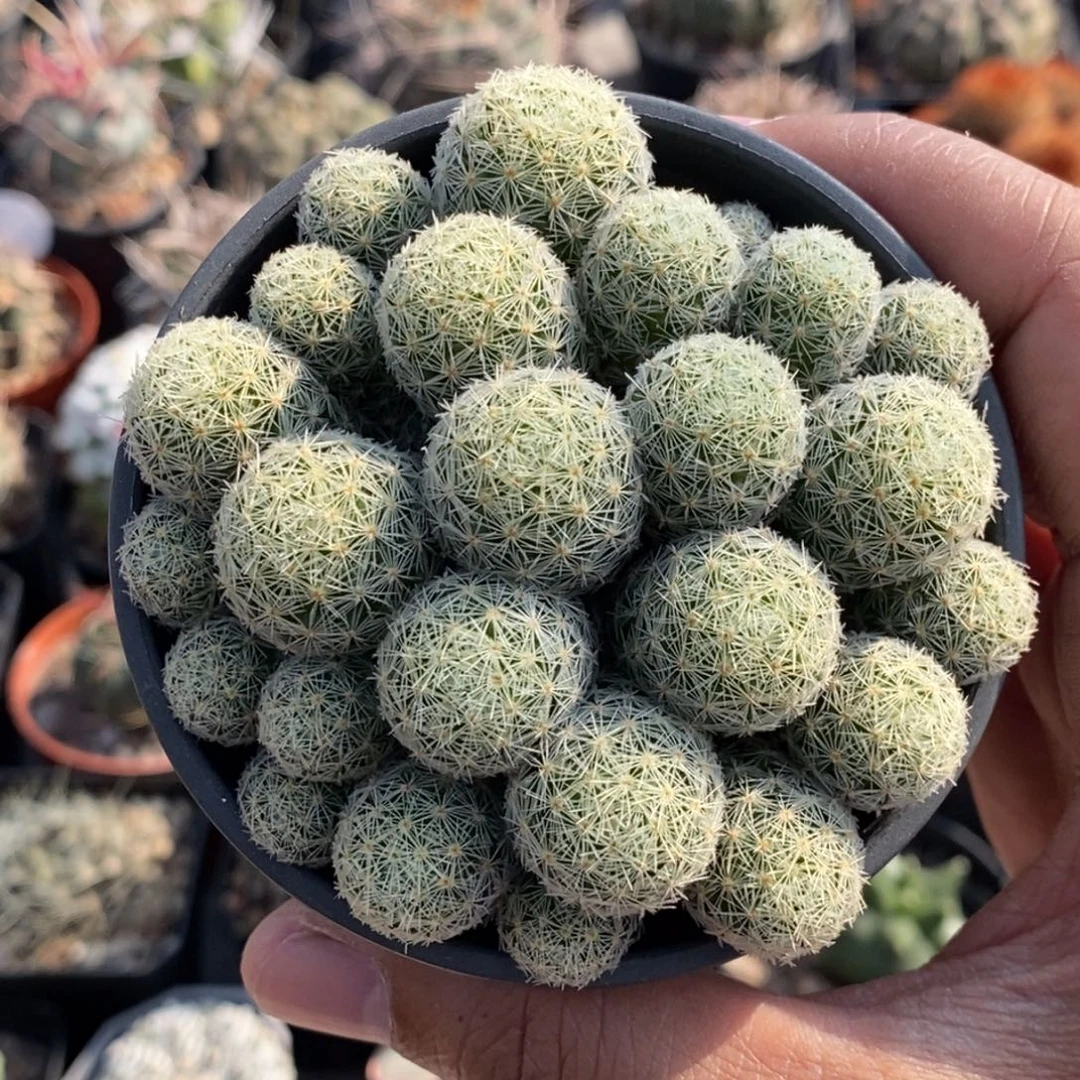 植播园艺吉赛尔群