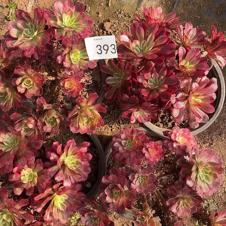 393号一物一拍4颗