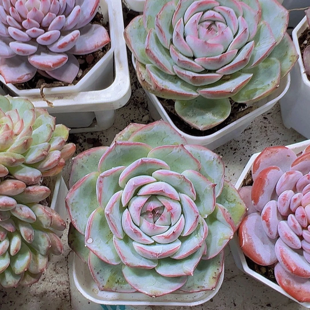 大粉水晶19包邮多肉植物