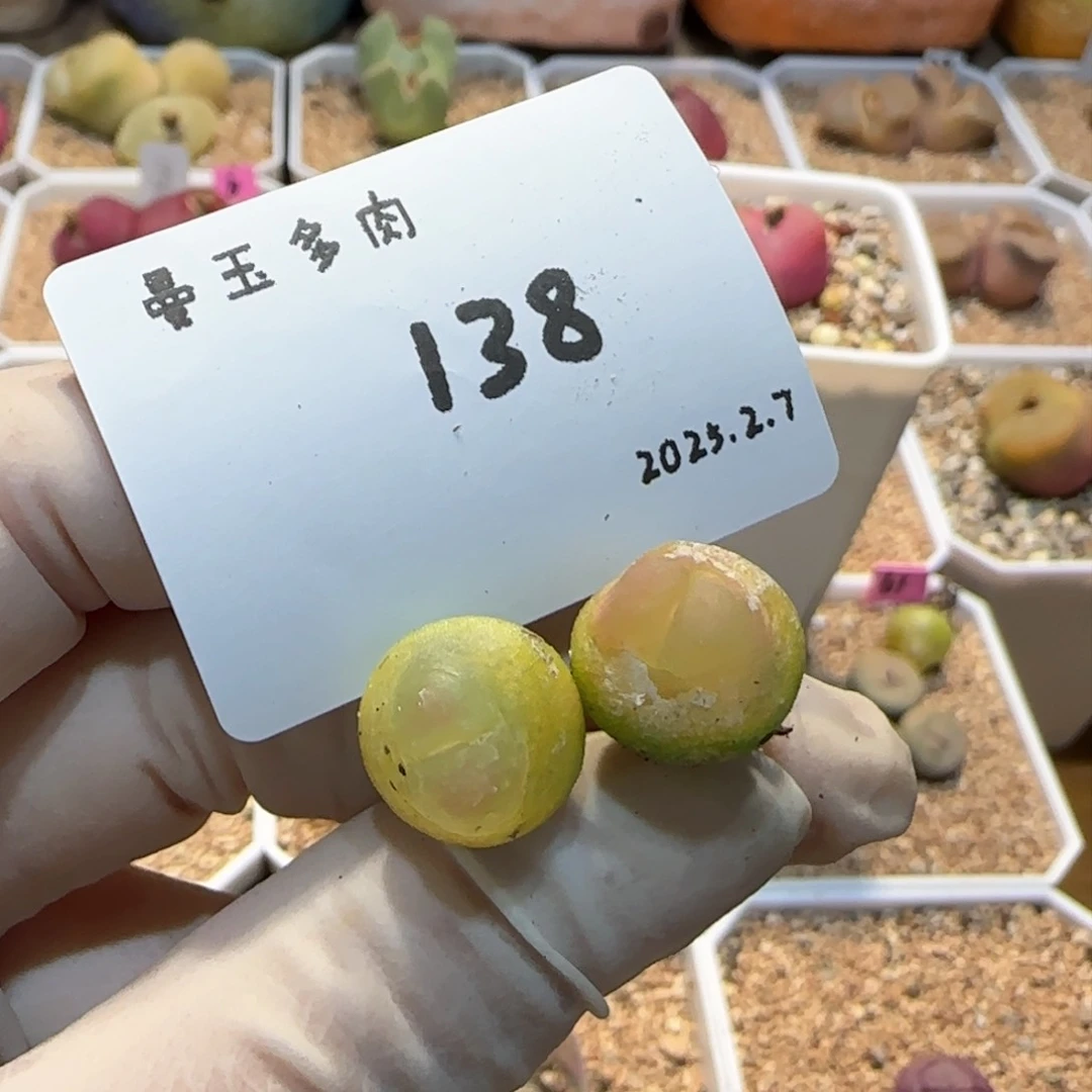 :****菜多肉多肉多肉2.7-138