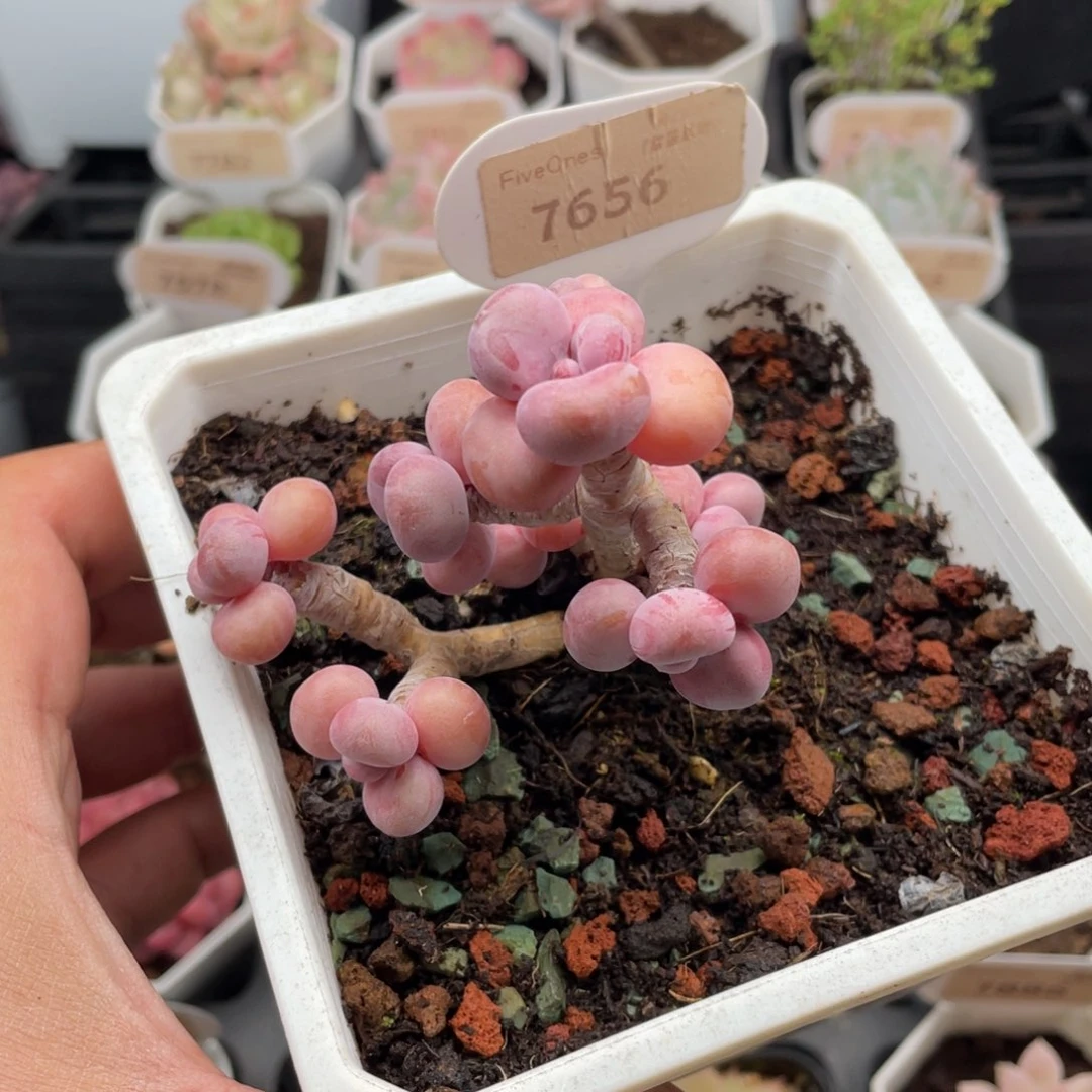 腰子蛋7656-7厘米