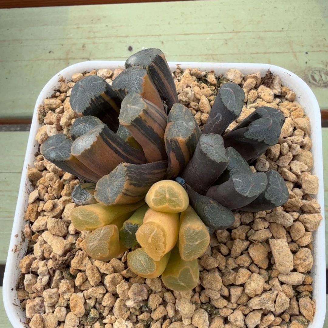 玉万锦锦上园艺一物一拍