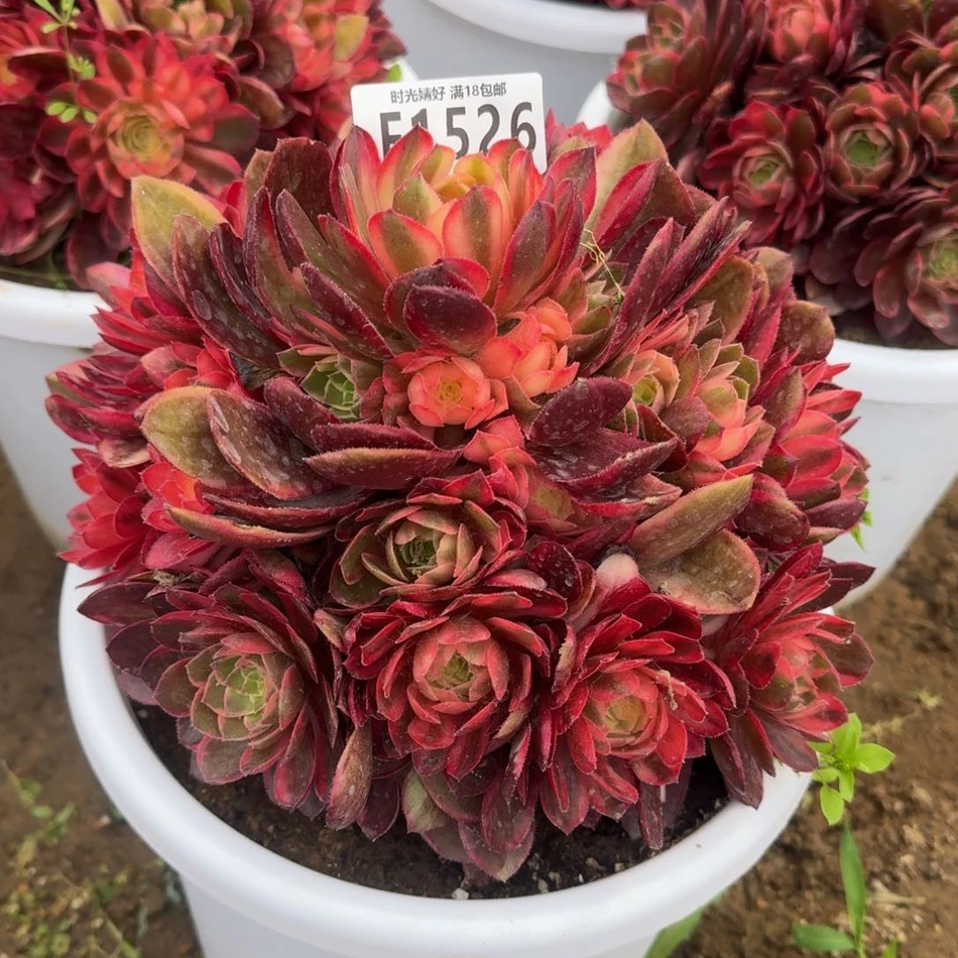 1526黑魔锦多肉植物