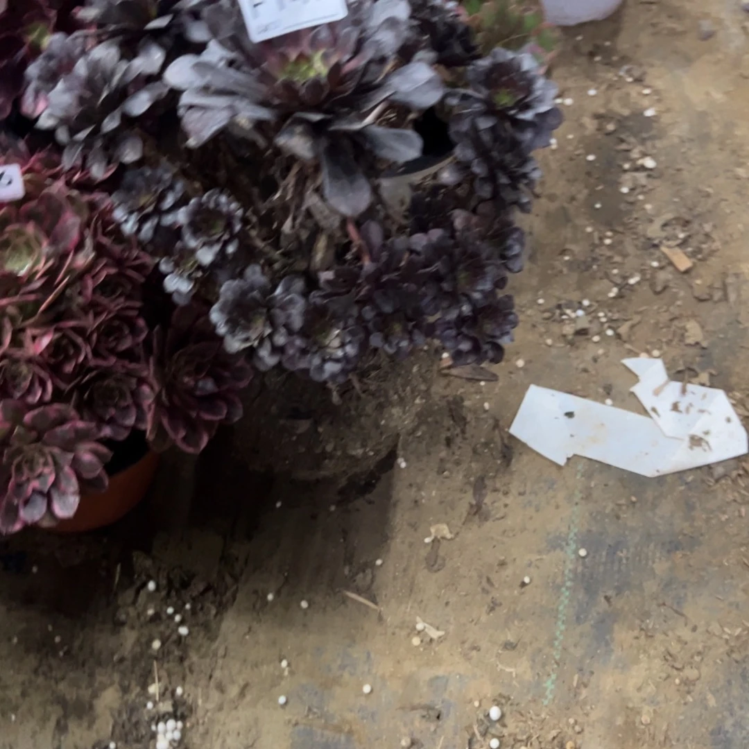 从***在147黑铜壶法师多肉植物