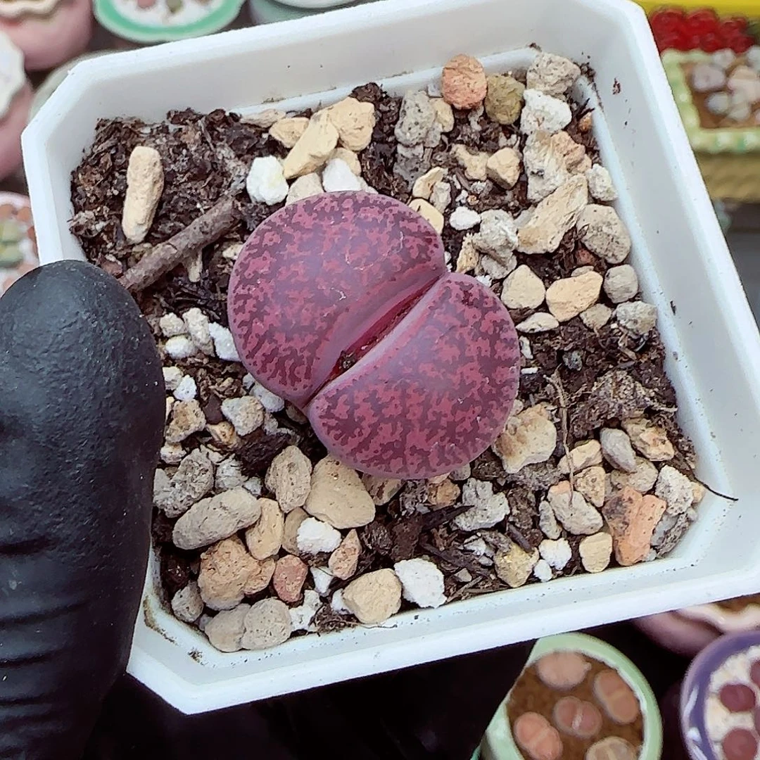 生石花满18包邮1127-35