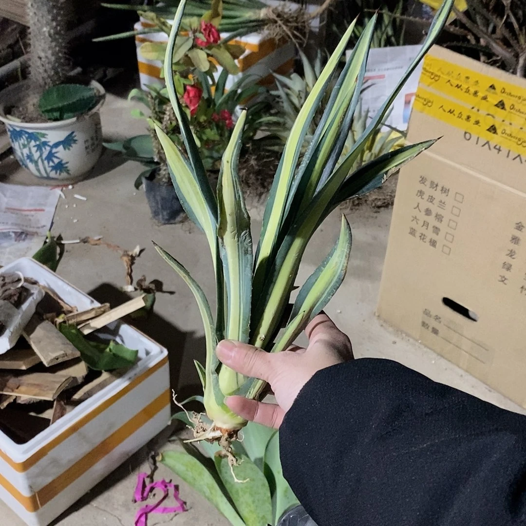 沙维娜黄中斑叶高25-30公分一颗