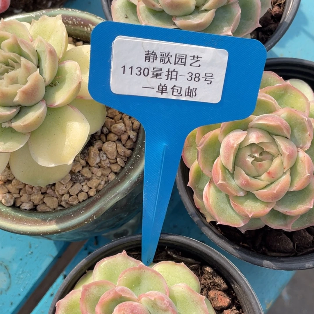 1130-38-母本大单头虾饺一颗