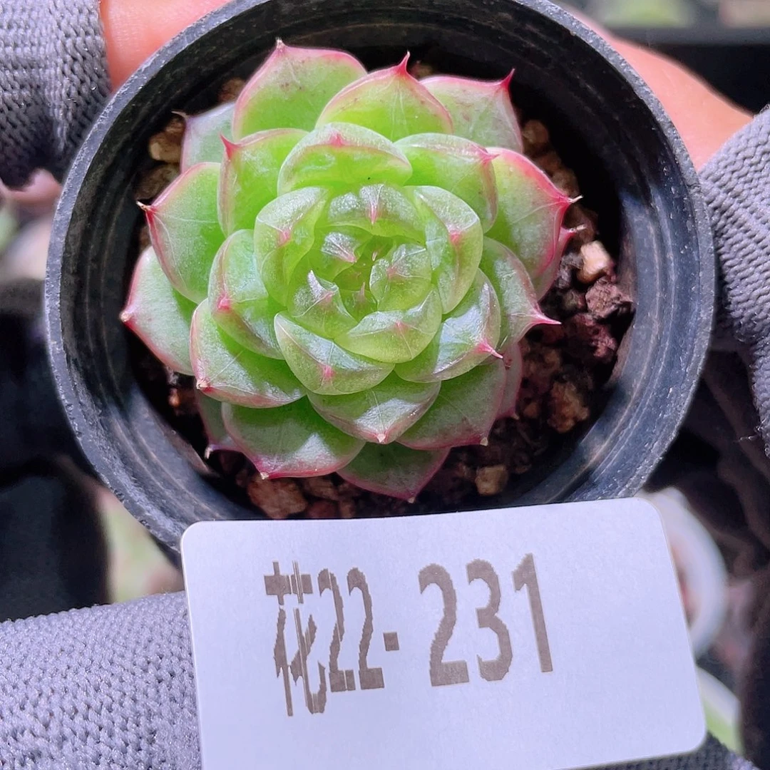花利美22-121海王