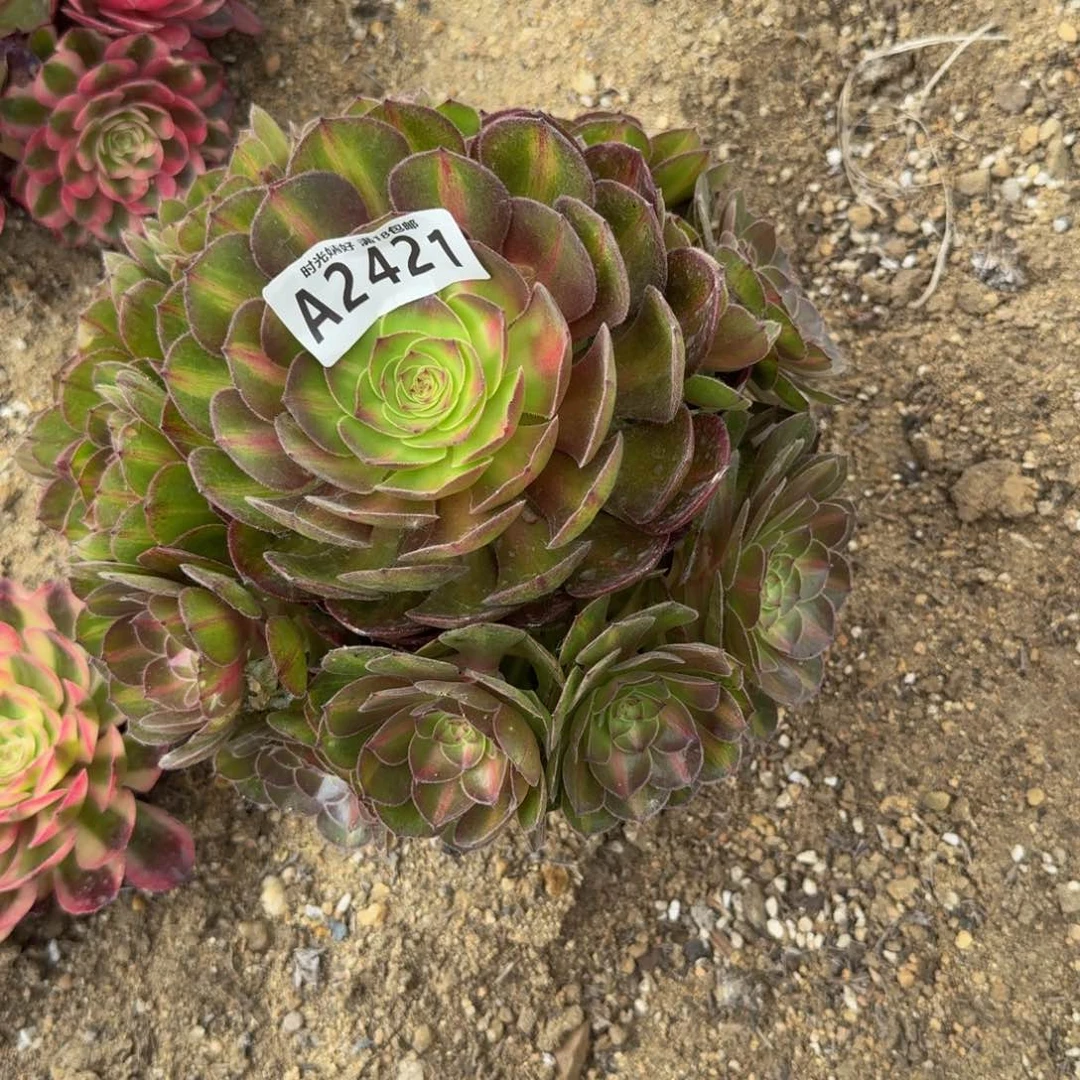 2421荔枝中斑。多肉植物