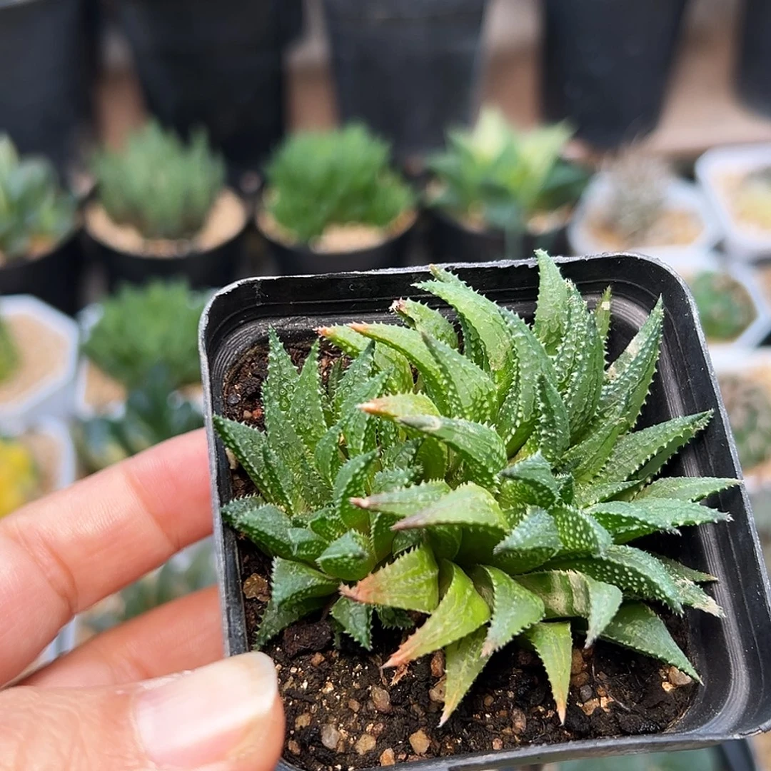 莫瑞莎双头一颗