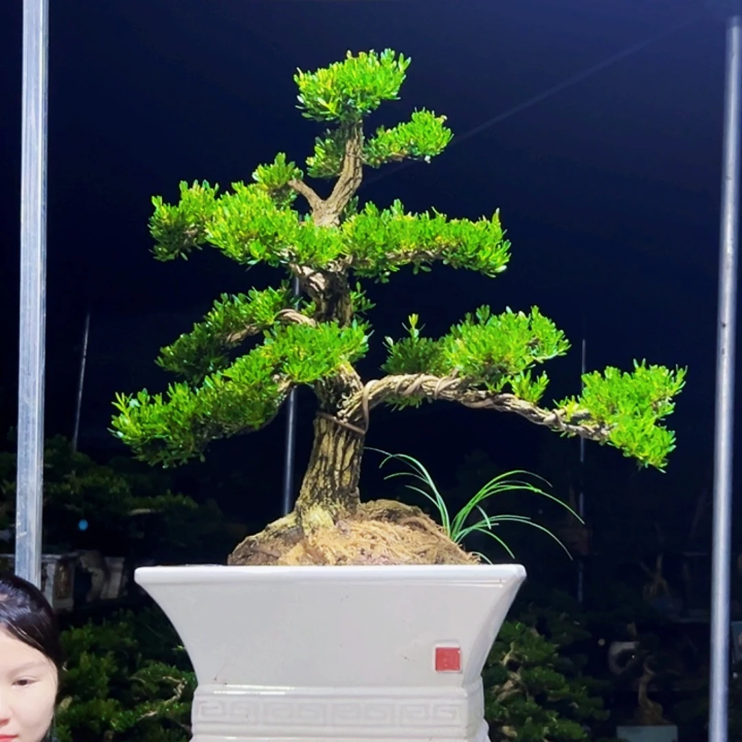 无花朵黄杨木
