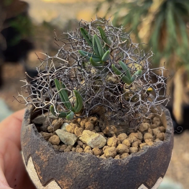 m实生老家钢丝球超沧桑