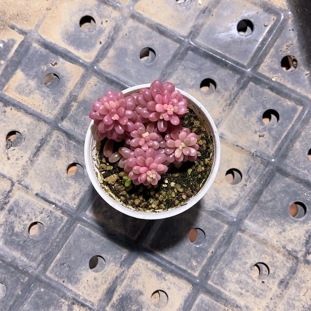 এ****浆果锦多肉植物1111