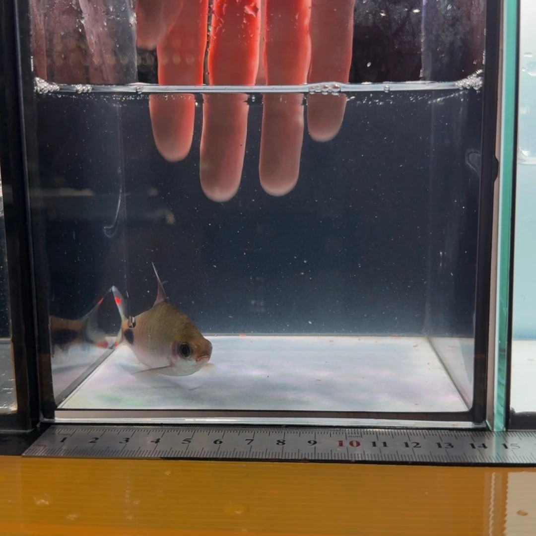 海水紫红杂0080000