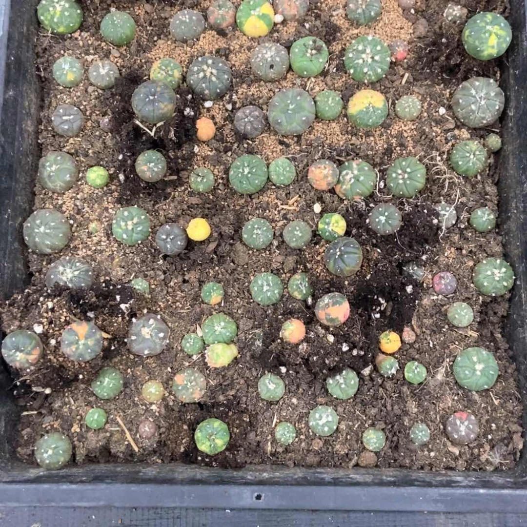 一盆彩锦兜实生根福利款
