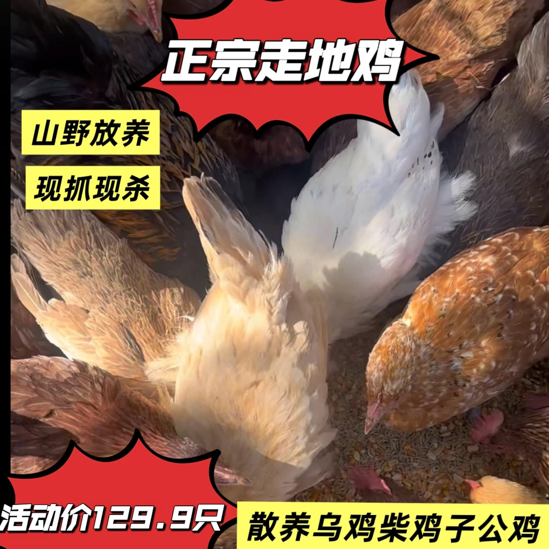 （富山土鸡）山野散养走地土鸡五谷喂养冷链包邮