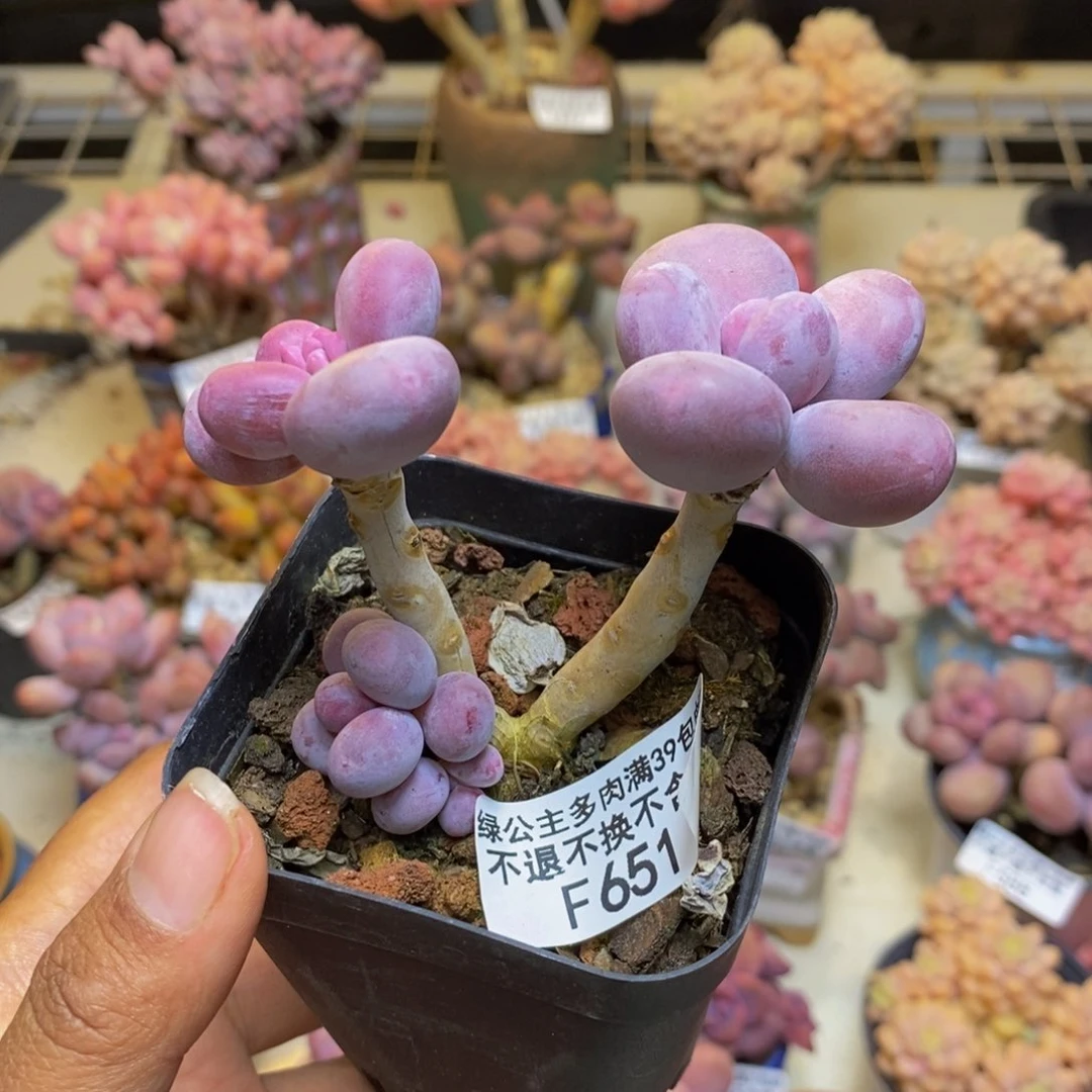 651彩虹奶多肉6c m