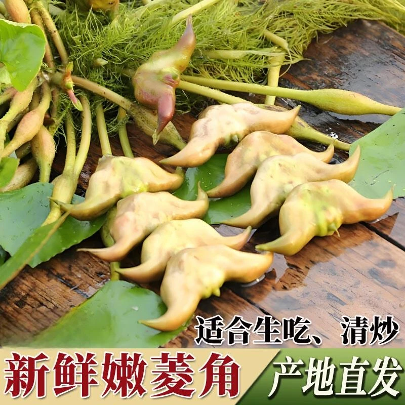 新鲜湖北老菱角现摘农家自种新鲜水果蔬菜