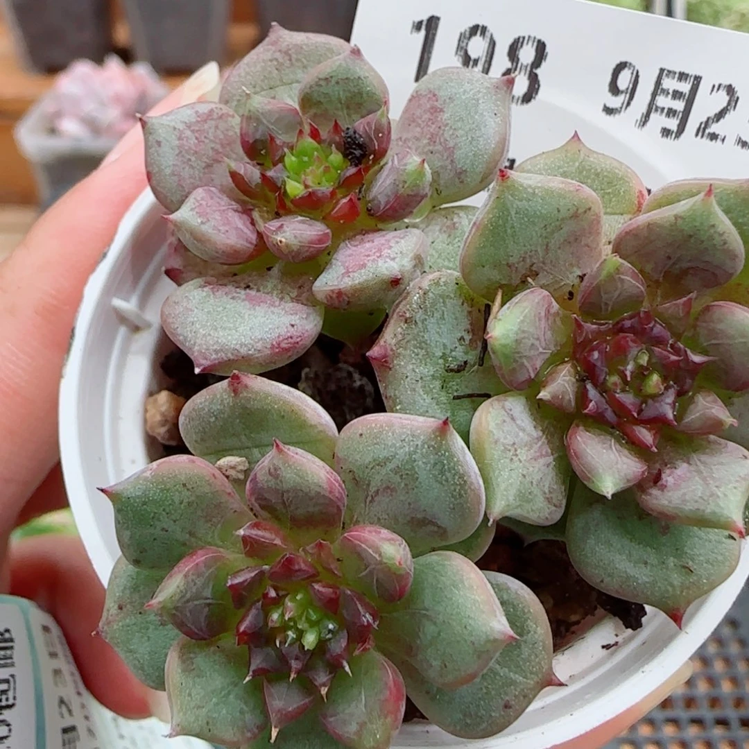 花语逸镜0923-198