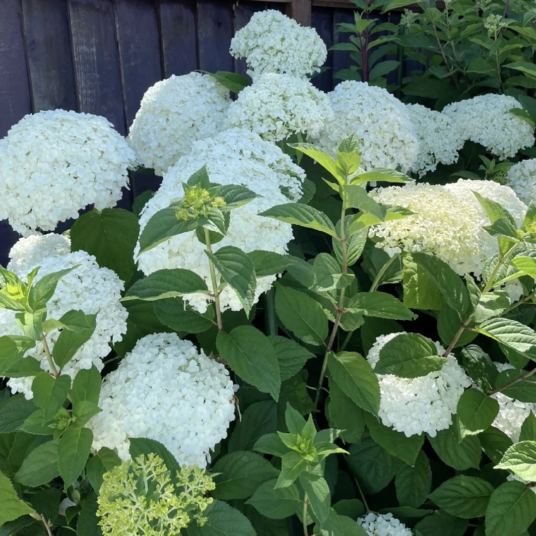 白色贝拉安娜绣球花盆栽庭院阳台新手易养护喜水植物