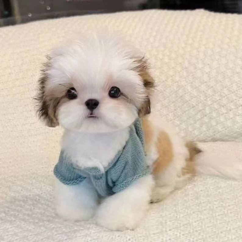 西施犬韩系幼犬小型犬小体小狗便宜狗狗真狗活物幼宠家养活的包邮