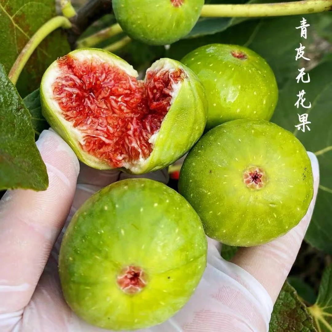 【原盆原土】特大青皮无花果树果苗庭院地栽南方北方种植无花果树苗