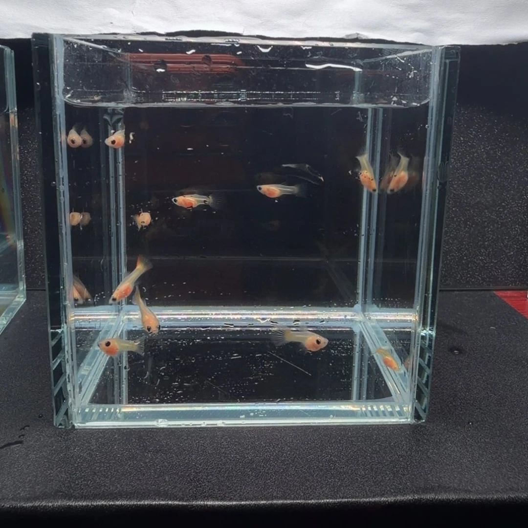 孔雀鱼皇家落日苗子10条