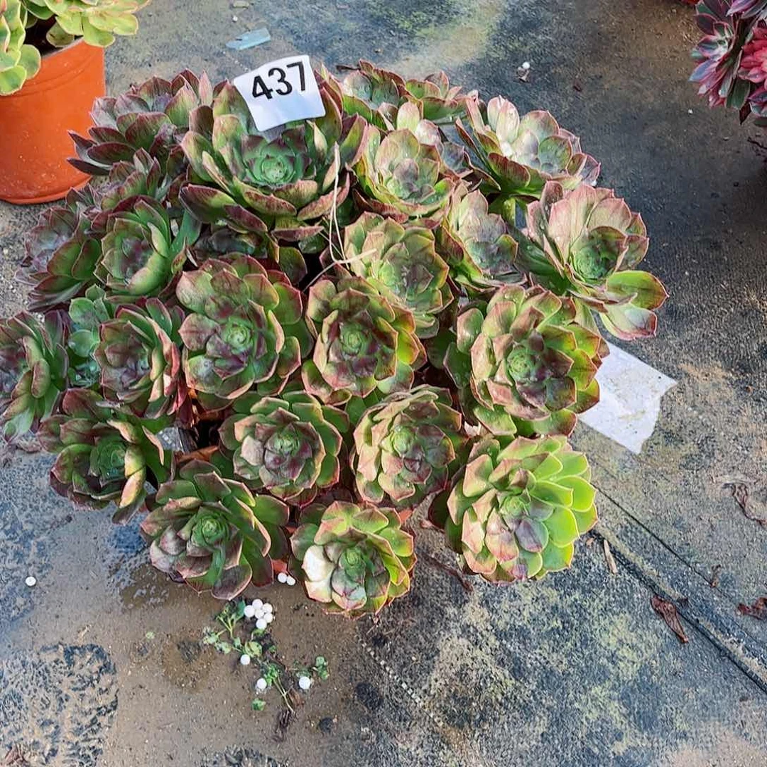 无花朵多肉植物437